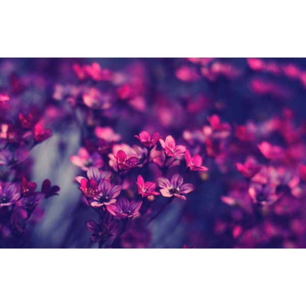 Tour de cou personnalisable, fleurs violettes. doublure polaire ou jersey, création suisse